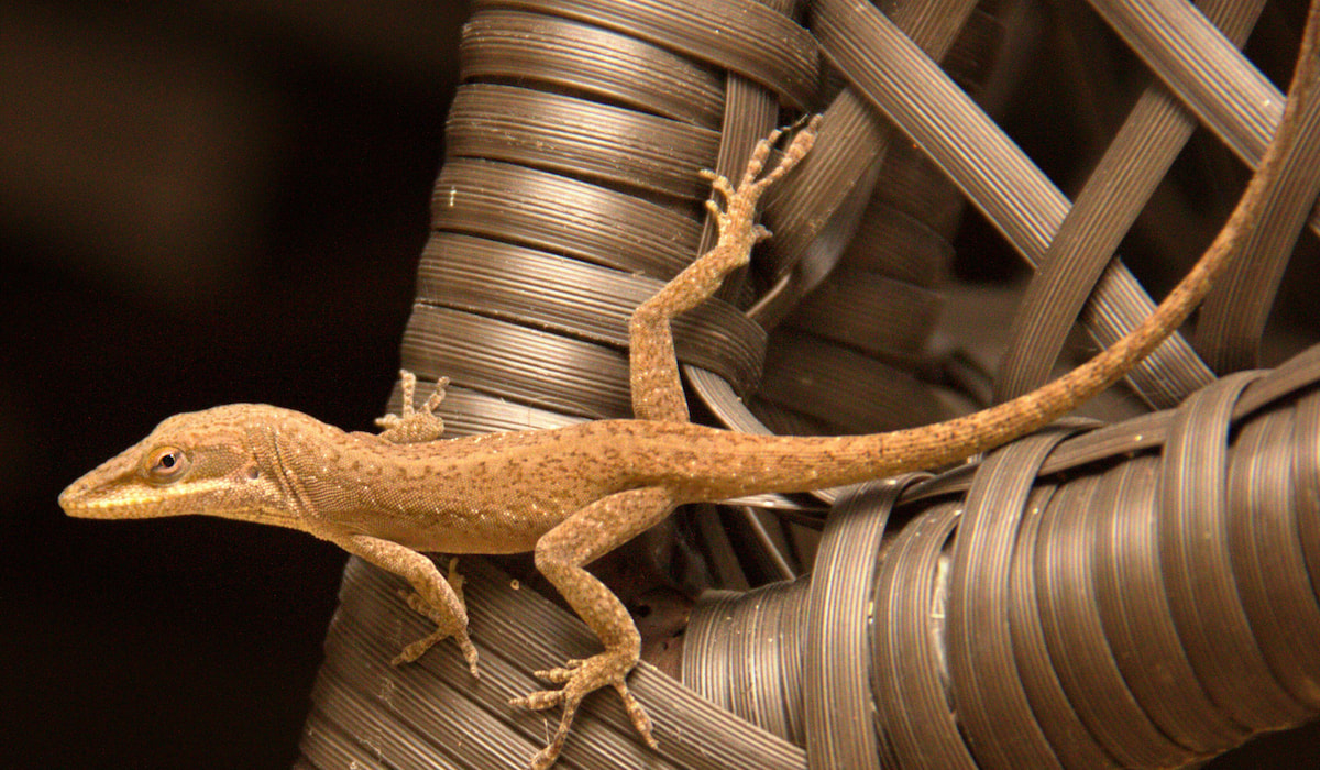 5 Tips for Getting Rid of Lizards in Your House Gardening Glow