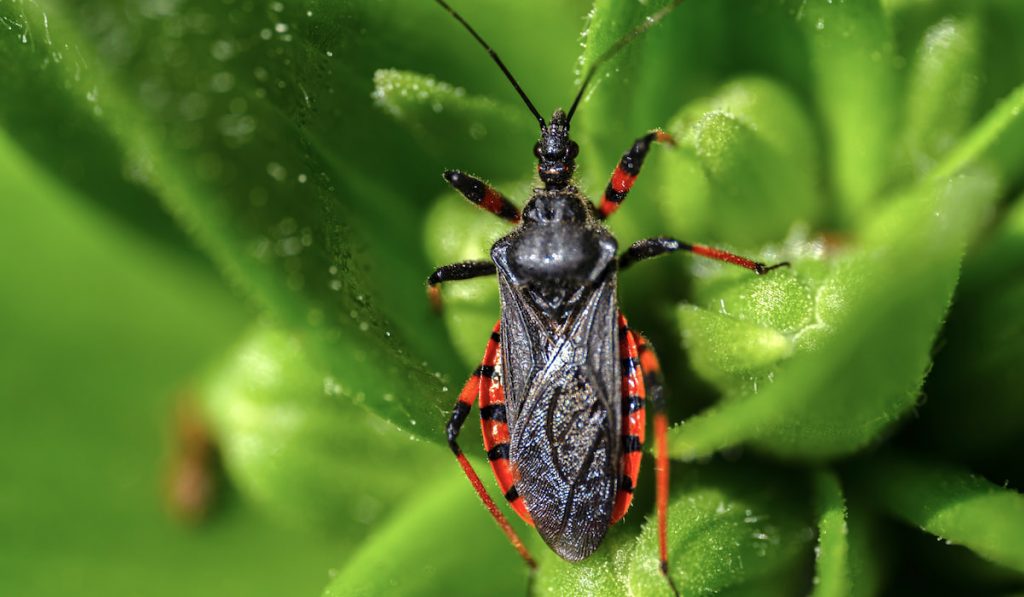 Macro photography - a bug on green plant
