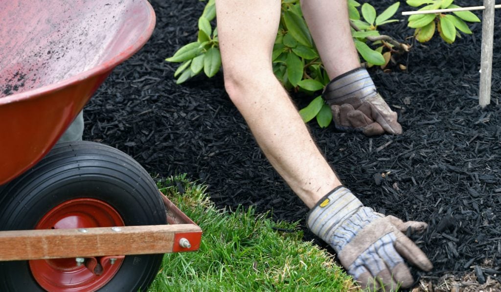Man doing yard work chores by spreading mulch around landscape bushes from a wheelbarrow
