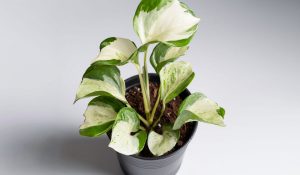 Manjula-pothos-in-a-pot-on-white-background