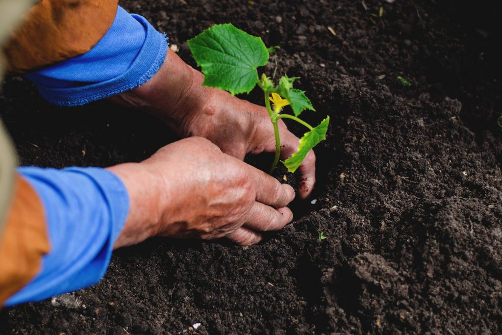 Middle-aged woman planting cucumber seedlings in a greenhouse