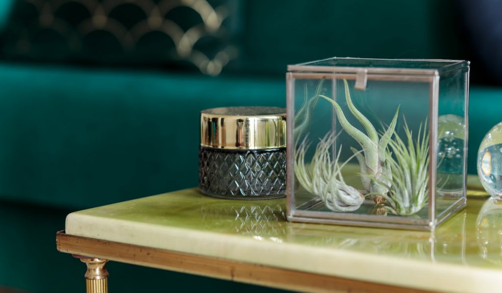 Modern composition of personal accessories and air plants on the green marble table.