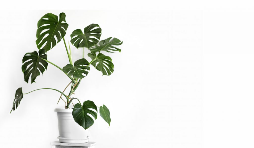 Monstera deliciosa or Swiss cheese plant in a white flower pot
