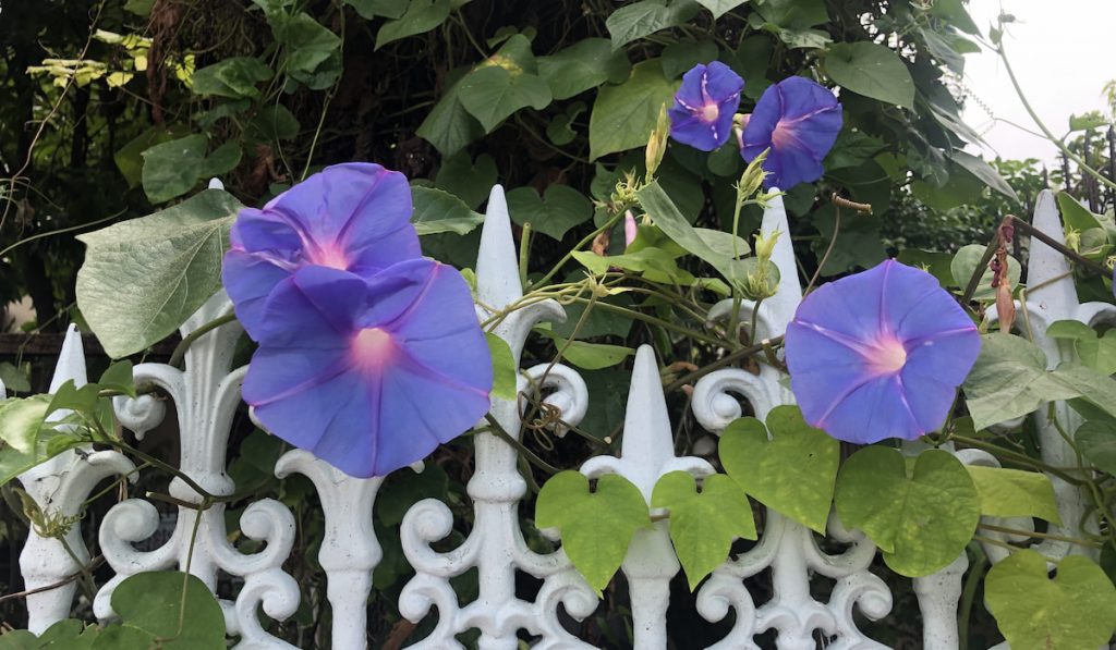 Morning glory flowers at home fence