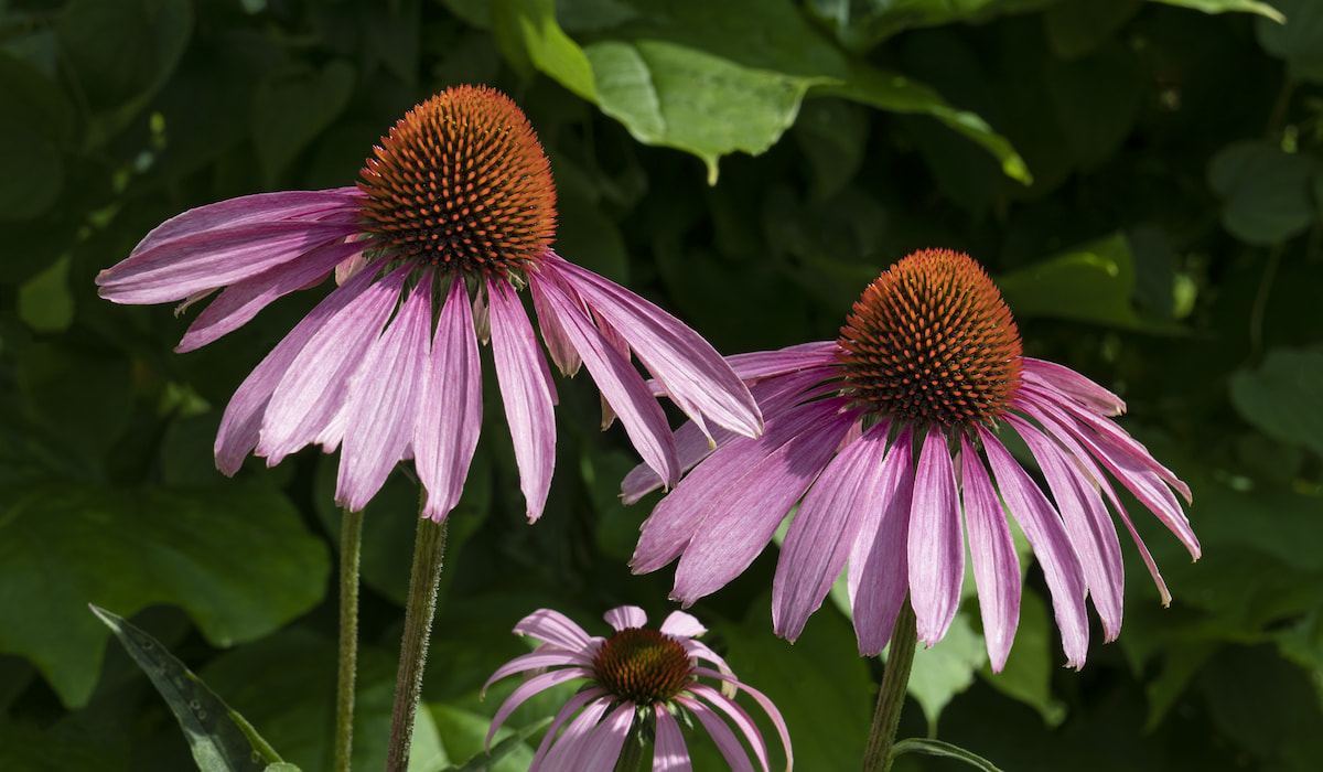 Best Flowers to Grow in Arizona Gardening Glow