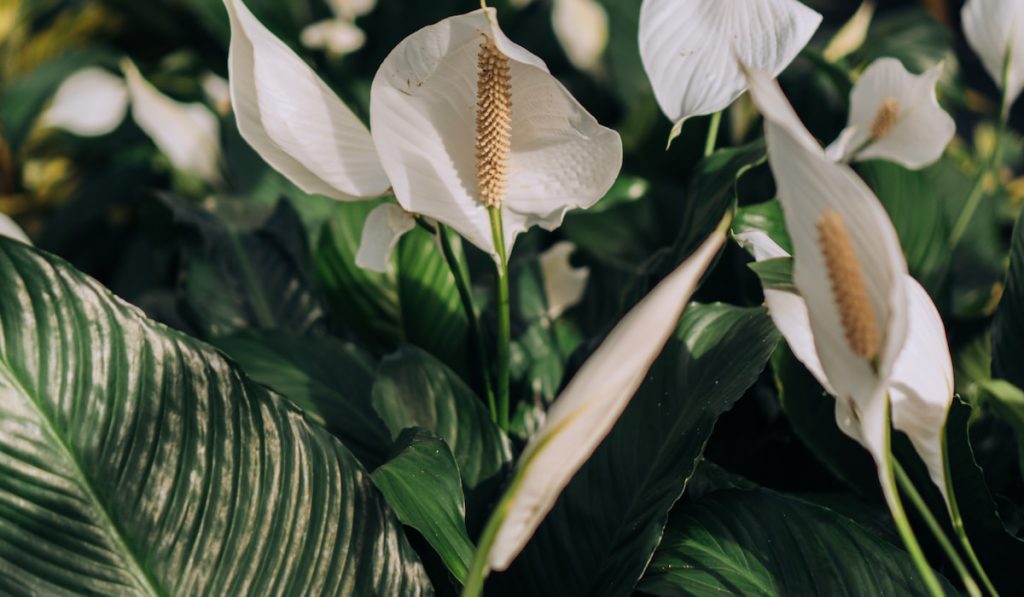 Peace lily plant