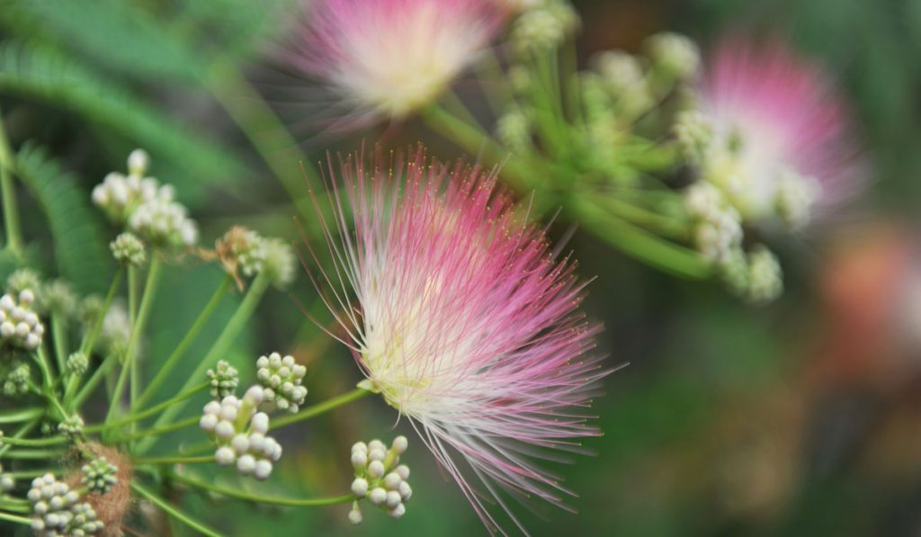 Persian Silk Tree flower on blurry background 