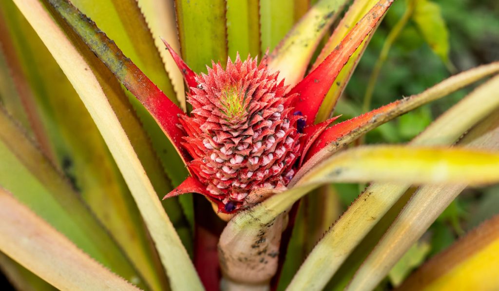 Pineapple ananas or Ananas bromeliads plant