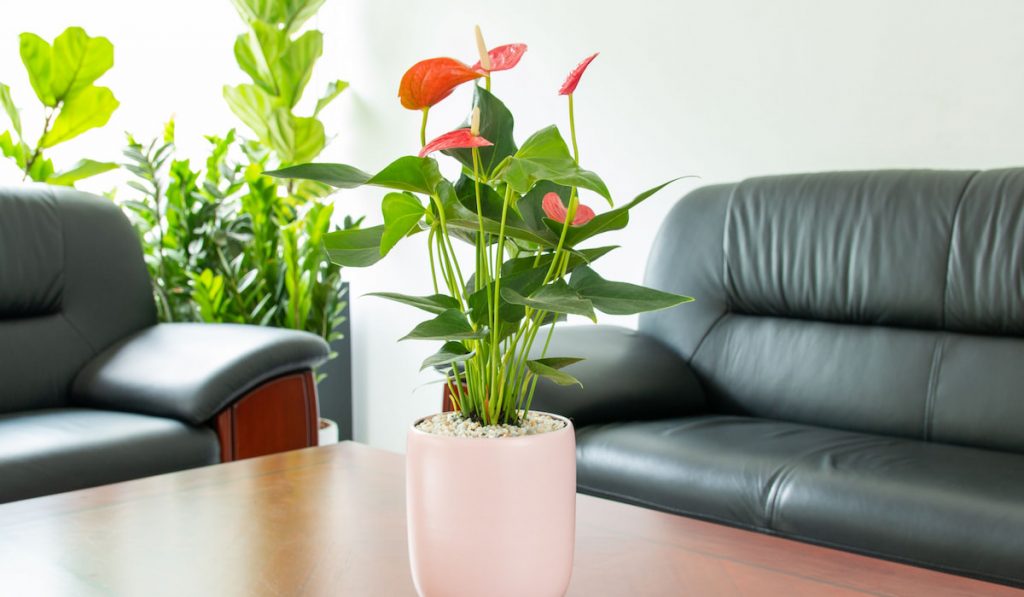 Pink Anthurium in white pot on the table living room 