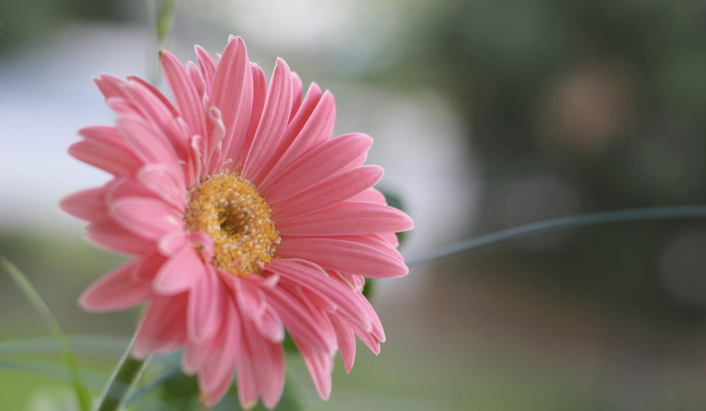 Pink Gerbera daisy on blurry background