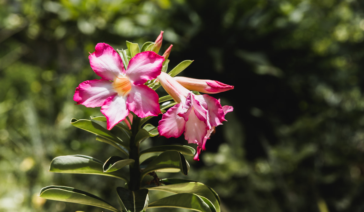 Best Flowers to Grow in Arizona Gardening Glow