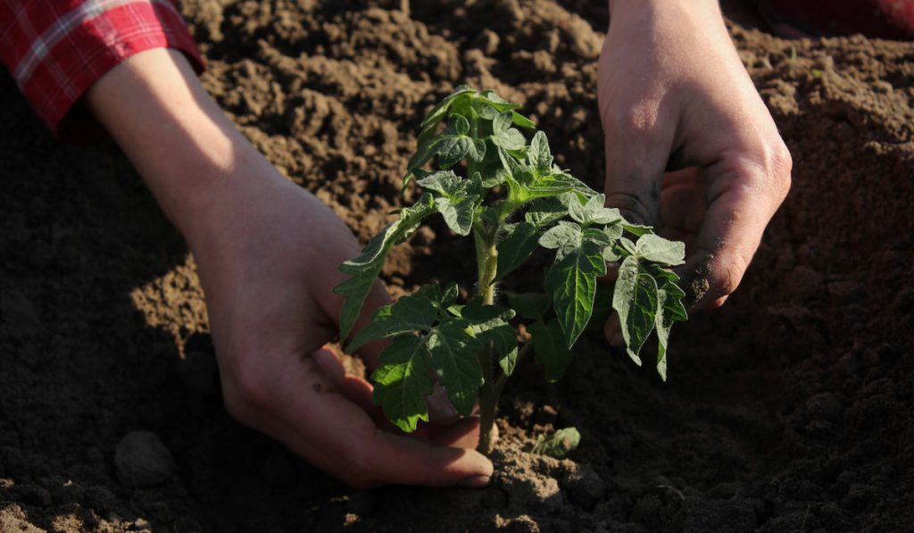 Planting tomato seedlings
