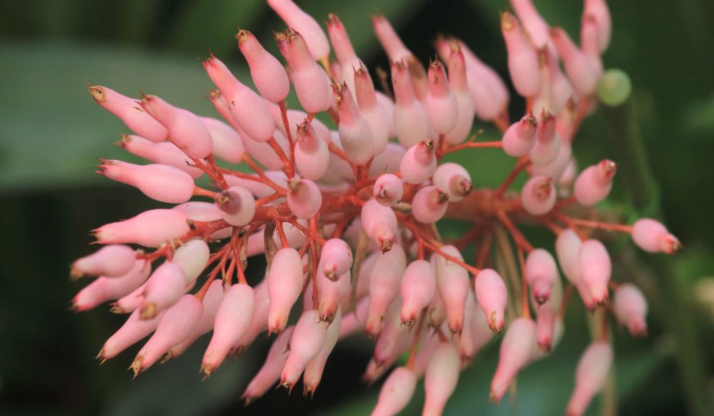 Portea alatisepala brazilian native flower