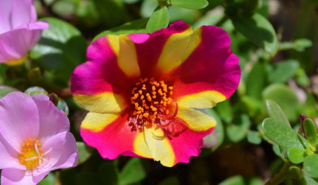 Portulaca oleracea, with colourful candy stripe and pink flowers.