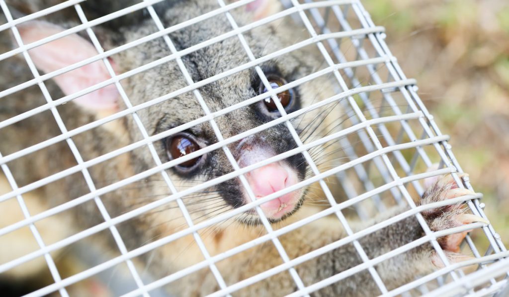 Possum Caught In a Trap
