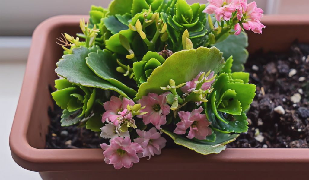 Potted blooming kalanchoe plant, closeup