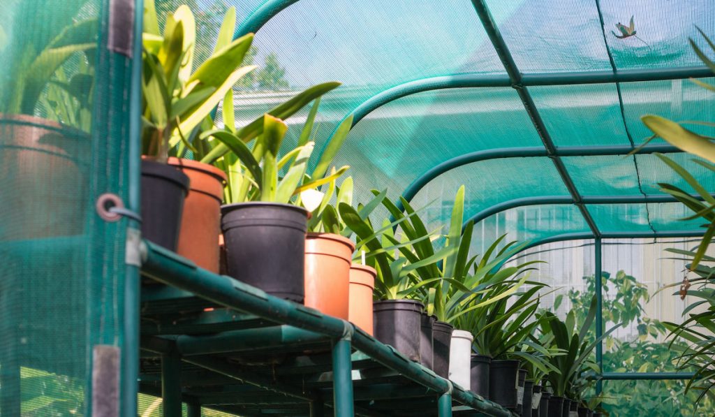 Potted pants inside a greenhouse 