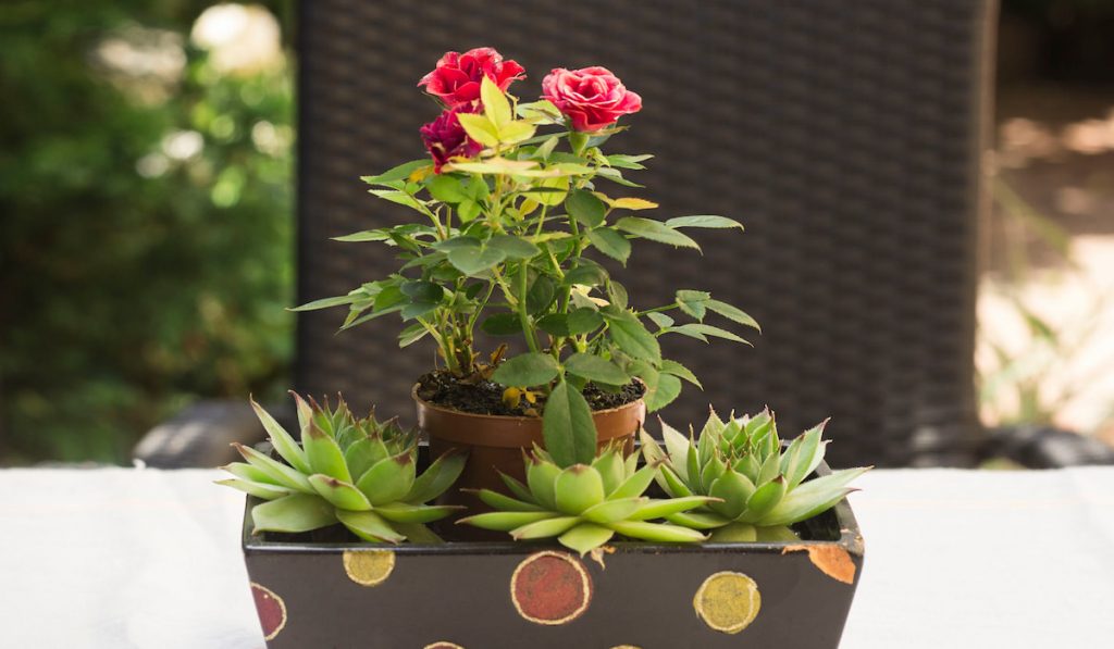 Potted plant on the table, rose flower
