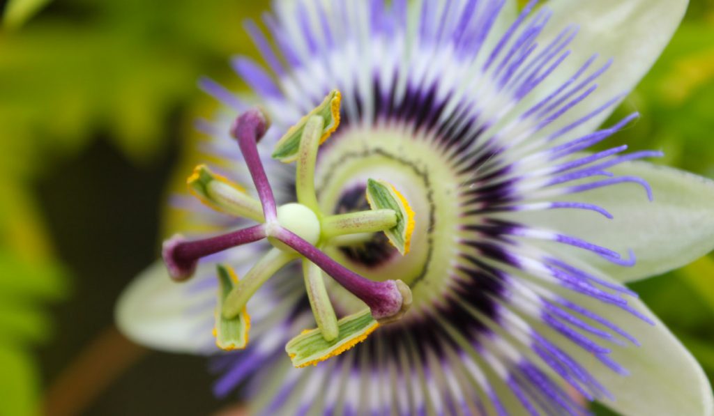 Purple and green Passion Vine flower