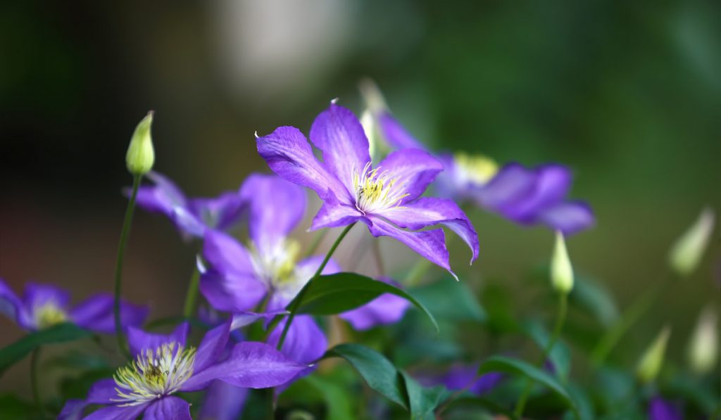 Purple clematis flowers in the garden
