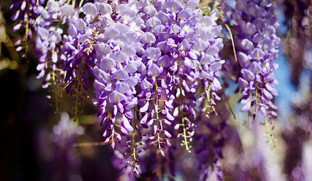 Purple wisteria hanging down with selective focus
