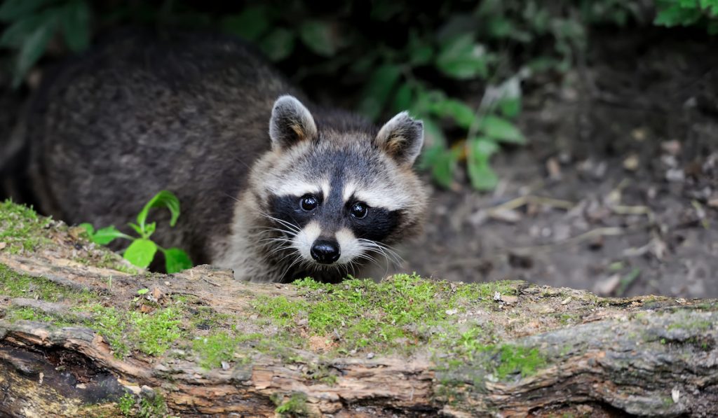 Raccoon in the forest
