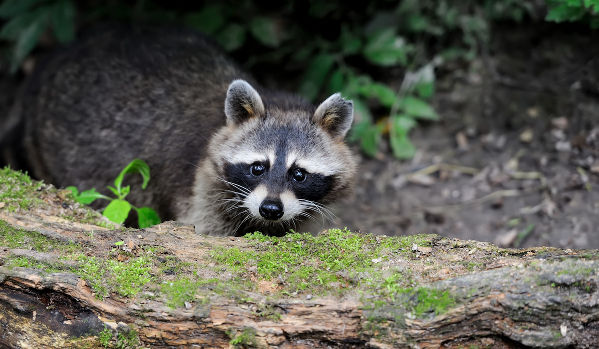 Raccoon-in-the-forest