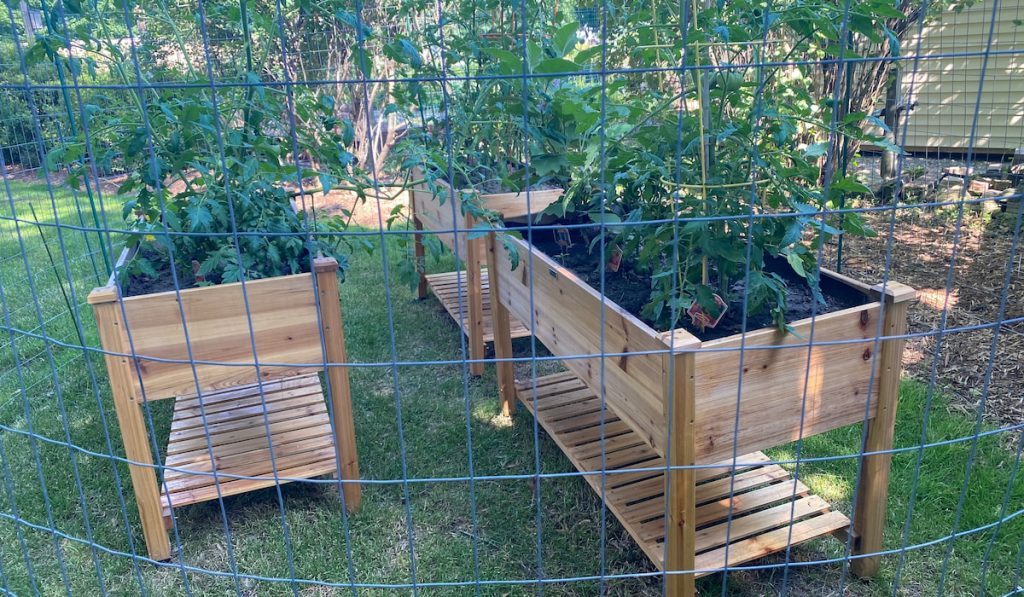 Raised garden beds with tomatoes and other vegetables and plants and herbs with fencing
