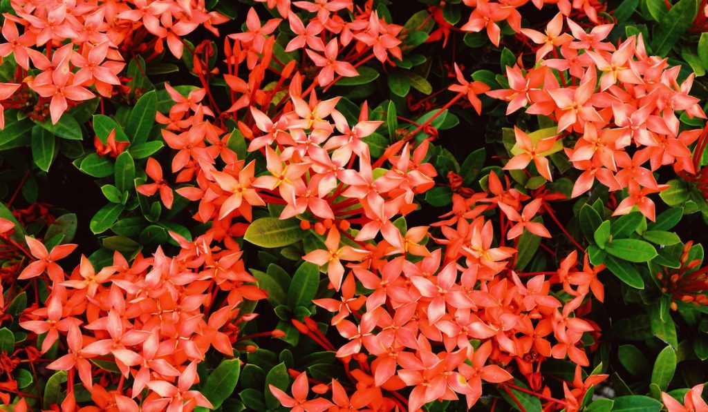 Red Ixora flowers and green leaves