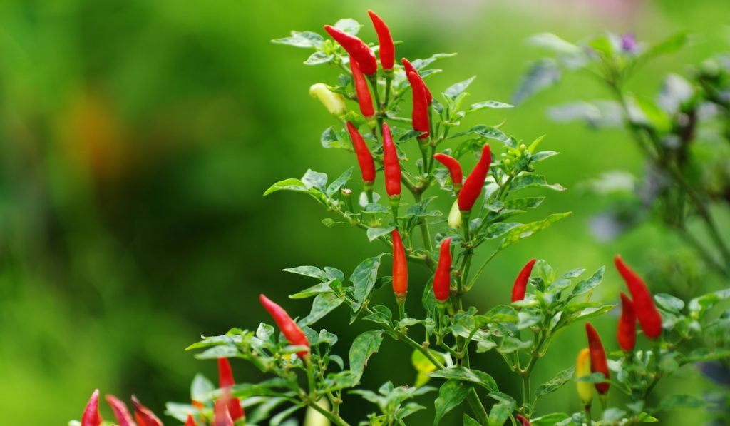 Red chili peppers on the plant
