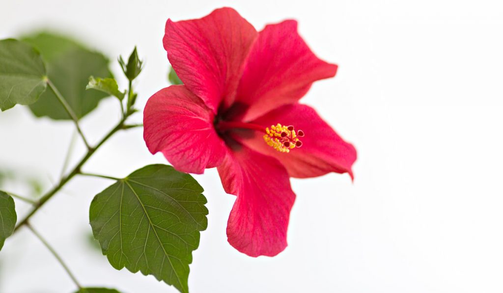 Red hibiscus on white background