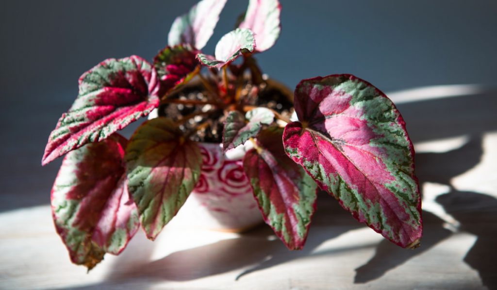 Rex Begonia, scarlet leaf close-up in bright sunlight