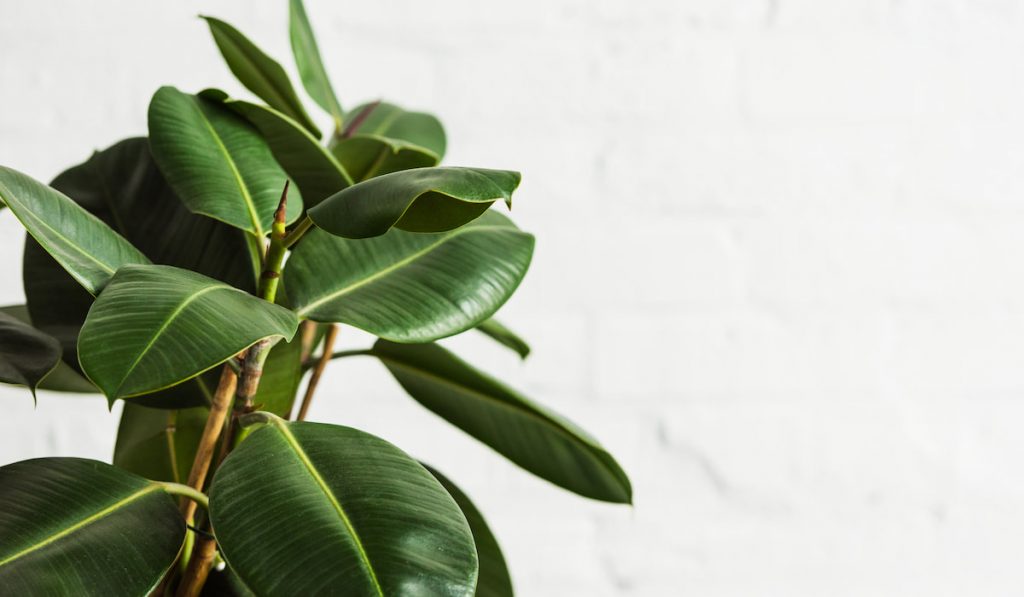 Rubber fig Ficus elastica plant with green leaves by white wall
