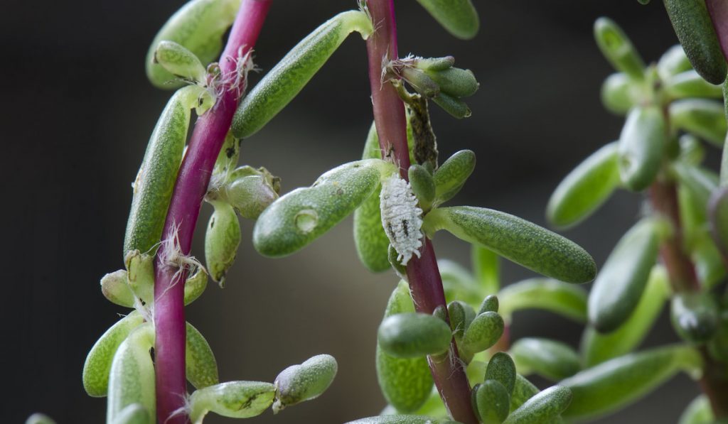 Sedum succulent plant infested by mealybug 