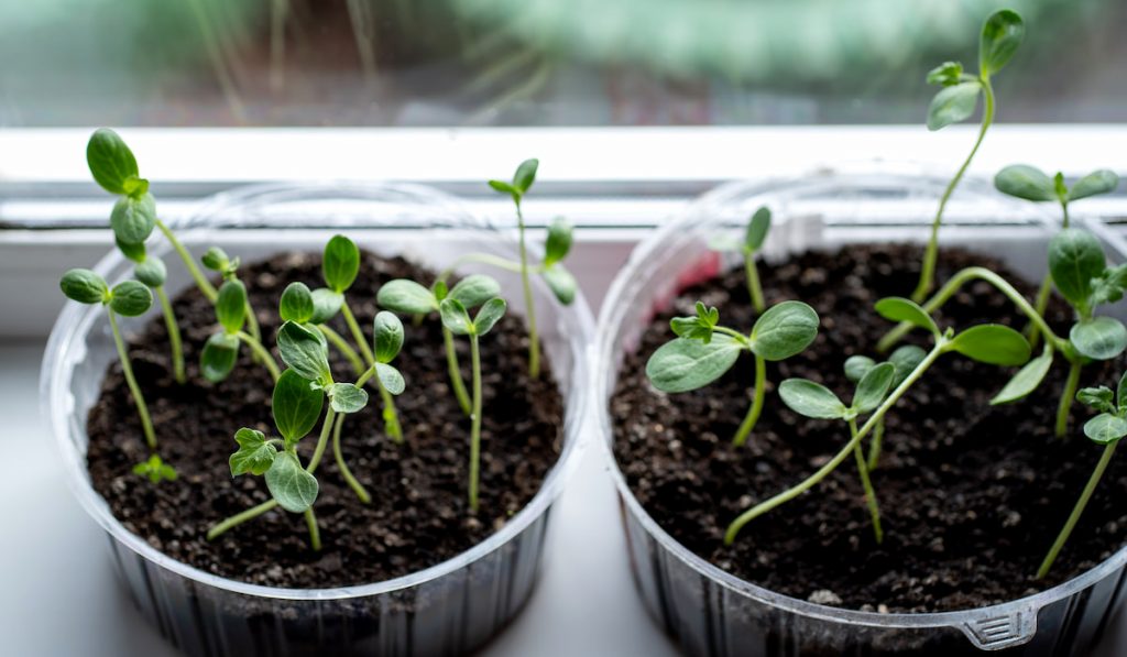 Seedling watermelon in a plastic container on the windowsill
