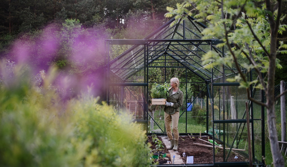 Senior-gardener-woman-carrying-crate-with-plants-in-greenhouse-at-garden