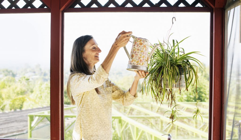 Senior woman  watering her spider plant 