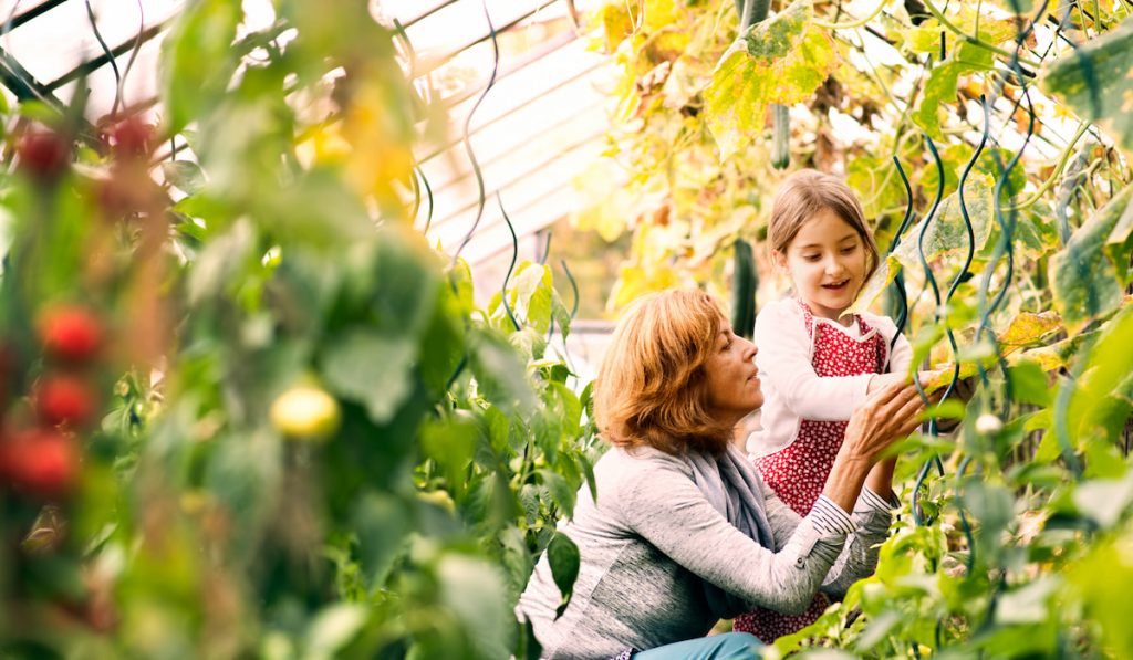 Senior woman with grandaughter gardening in the backyard garden.
