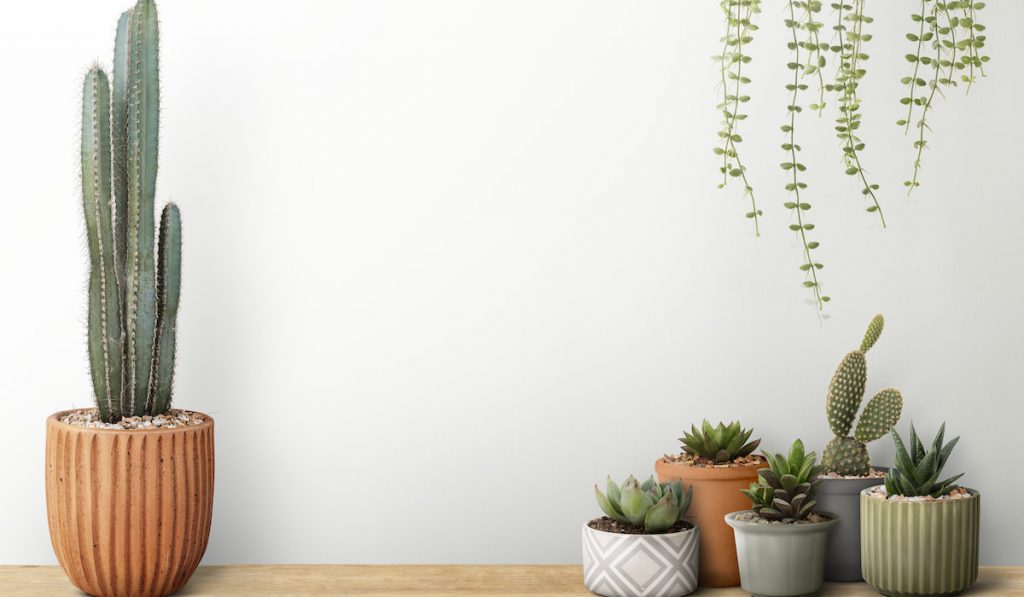 Small cacti in different pots on a white wall background