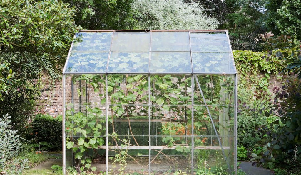 Small greenhouse setup in the backyard