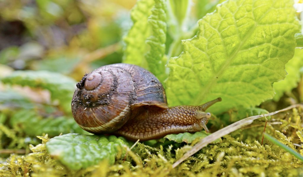 Snail in the garden

