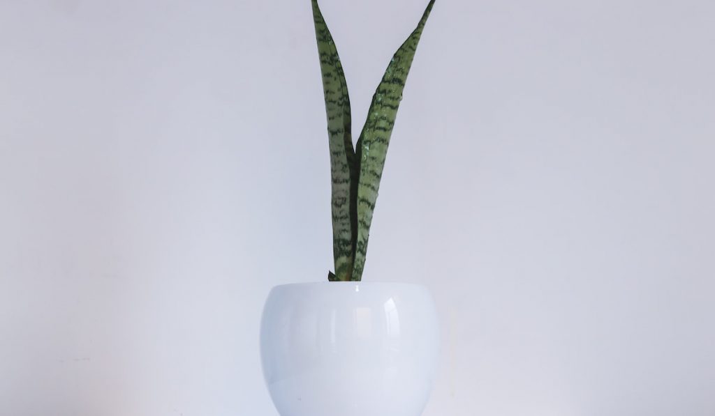 Snake indoor plant in a beautiful white shiny ceramic pot.
