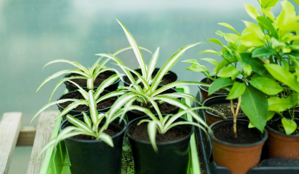 Some potted spider plants
