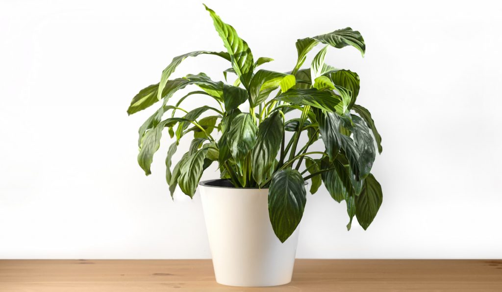Spathiphyllum plant in a white pot on a white background.
