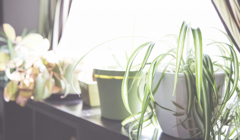 Spider plant and other house plants near window with sunlight