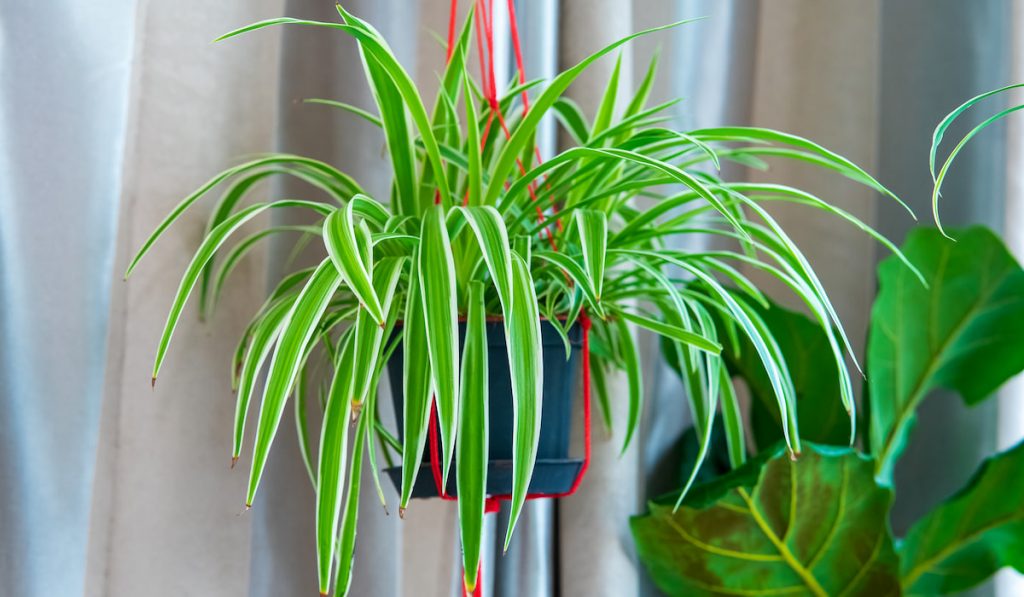 Spider plant in white hanging pot