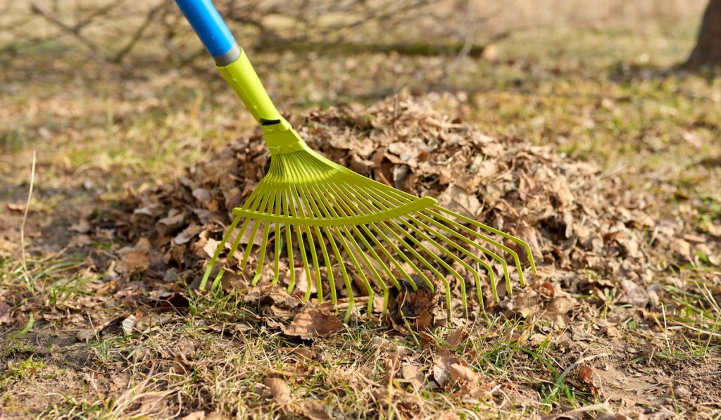Spring cleaning of the garden using a rake for fallen leaves and dead grass