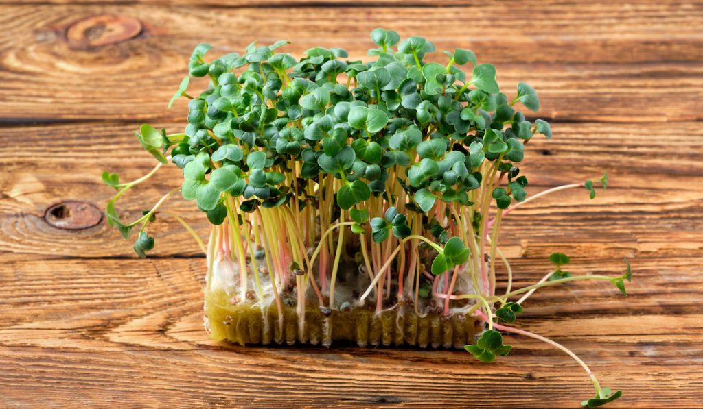 Sprouts of radish on wooden background.