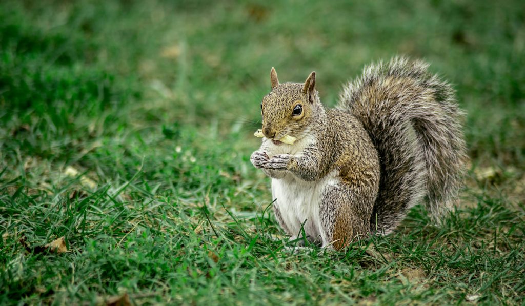 Squirrel with food on it's mouth