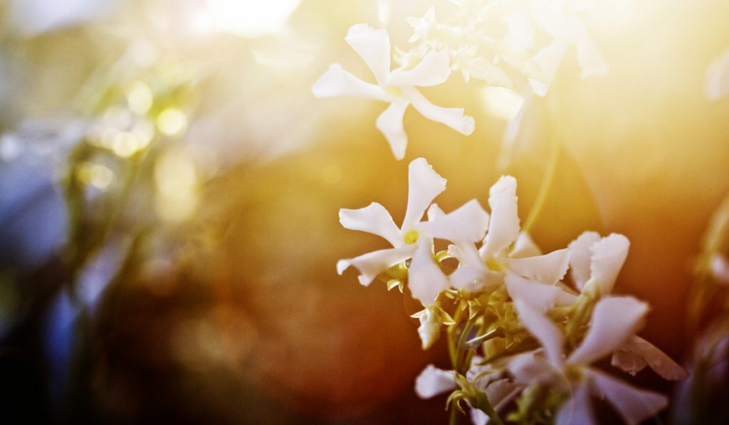 Star Jasmine on sunset